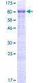 ISM2 Protein - 12.5% SDS-PAGE of human THSD3 stained with Coomassie Blue
