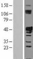 IST1 Protein - Western validation with an anti-DDK antibody * L: Control HEK293 lysate R: Over-expression lysate