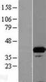 ISY1 Protein - Western validation with an anti-DDK antibody * L: Control HEK293 lysate R: Over-expression lysate