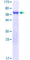 ISY1 Protein - 12.5% SDS-PAGE of human ISY1 stained with Coomassie Blue