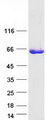 ISYNA1 Protein - Purified recombinant protein ISYNA1 was analyzed by SDS-PAGE gel and Coomassie Blue Staining
