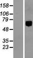ITFG1 / TIP Protein - Western validation with an anti-DDK antibody * L: Control HEK293 lysate R: Over-expression lysate