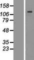 ITGAM / CD11b Protein - Western validation with an anti-DDK antibody * L: Control HEK293 lysate R: Over-expression lysate