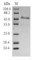 ITGB3BP Protein - (Tris-Glycine gel) Discontinuous SDS-PAGE (reduced) with 5% enrichment gel and 15% separation gel.