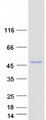ITPK1 Protein - Purified recombinant protein ITPK1 was analyzed by SDS-PAGE gel and Coomassie Blue Staining