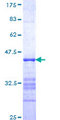 ITSN2 Protein - 12.5% SDS-PAGE Stained with Coomassie Blue.
