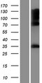 IYD Protein - Western validation with an anti-DDK antibody * L: Control HEK293 lysate R: Over-expression lysate