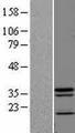 JKAMP Protein - Western validation with an anti-DDK antibody * L: Control HEK293 lysate R: Over-expression lysate
