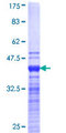 JMJD1C Protein - 12.5% SDS-PAGE Stained with Coomassie Blue.