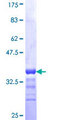 JPH1 Protein - 12.5% SDS-PAGE Stained with Coomassie Blue.