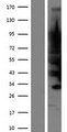 JPH4 Protein - Western validation with an anti-DDK antibody * L: Control HEK293 lysate R: Over-expression lysate
