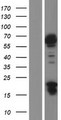 JRK Protein - Western validation with an anti-DDK antibody * L: Control HEK293 lysate R: Over-expression lysate