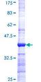 JRK Protein - 12.5% SDS-PAGE Stained with Coomassie Blue.
