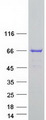 JRK Protein - Purified recombinant protein JRK was analyzed by SDS-PAGE gel and Coomassie Blue Staining