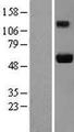 JUB / Ajuba Protein - Western validation with an anti-DDK antibody * L: Control HEK293 lysate R: Over-expression lysate