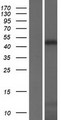 KAZN Protein - Western validation with an anti-DDK antibody * L: Control HEK293 lysate R: Over-expression lysate