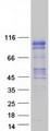 KAZN Protein - Purified recombinant protein KAZN was analyzed by SDS-PAGE gel and Coomassie Blue Staining