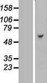 KBTBD4 Protein - Western validation with an anti-DDK antibody * L: Control HEK293 lysate R: Over-expression lysate