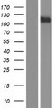 KCNH4 Protein - Western validation with an anti-DDK antibody * L: Control HEK293 lysate R: Over-expression lysate