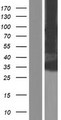 KCNK16 / TALK-1 Protein - Western validation with an anti-DDK antibody * L: Control HEK293 lysate R: Over-expression lysate