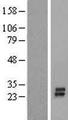 KCNK7 / K2p7.1 Protein - Western validation with an anti-DDK antibody * L: Control HEK293 lysate R: Over-expression lysate