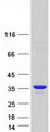 KCNRG Protein - Purified recombinant protein KCNRG was analyzed by SDS-PAGE gel and Coomassie Blue Staining