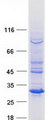KCTD14 Protein - Purified recombinant protein KCTD14 was analyzed by SDS-PAGE gel and Coomassie Blue Staining