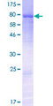 KDELC1 Protein - 12.5% SDS-PAGE of human KDELC1 stained with Coomassie Blue