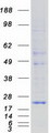 KDELR1 / HDEL Protein - Purified recombinant protein KDELR1 was analyzed by SDS-PAGE gel and Coomassie Blue Staining