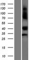 KDF1 / C1orf172 Protein - Western validation with an anti-DDK antibody * L: Control HEK293 lysate R: Over-expression lysate