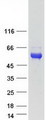 KDF1 / C1orf172 Protein - Purified recombinant protein KDF1 was analyzed by SDS-PAGE gel and Coomassie Blue Staining