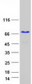 KHDRBS2 / SLM-1 Protein - Purified recombinant protein KHDRBS2 was analyzed by SDS-PAGE gel and Coomassie Blue Staining