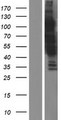 KIAA0355 Protein - Western validation with an anti-DDK antibody * L: Control HEK293 lysate R: Over-expression lysate