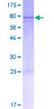KIAA0895 Protein - 12.5% SDS-PAGE of human KIAA0895 stained with Coomassie Blue
