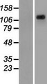 KIAA1033 Protein - Western validation with an anti-DDK antibody * L: Control HEK293 lysate R: Over-expression lysate