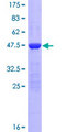 KIAA1143 Protein - 12.5% SDS-PAGE of human KIAA1143 stained with Coomassie Blue