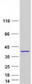 KIAA1191 Protein - Purified recombinant protein KIAA1191 was analyzed by SDS-PAGE gel and Coomassie Blue Staining