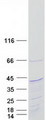 KIAA1191 Protein - Purified recombinant protein KIAA1191 was analyzed by SDS-PAGE gel and Coomassie Blue Staining