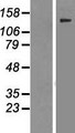 KIAA1429 Protein - Western validation with an anti-DDK antibody * L: Control HEK293 lysate R: Over-expression lysate