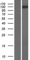 KIAA1468 Protein - Western validation with an anti-DDK antibody * L: Control HEK293 lysate R: Over-expression lysate