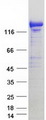 KIAA1468 Protein - Purified recombinant protein KIAA1468 was analyzed by SDS-PAGE gel and Coomassie Blue Staining