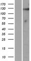 KIAA1614 Protein - Western validation with an anti-DDK antibody * L: Control HEK293 lysate R: Over-expression lysate