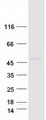 KIAA1826 Protein - Purified recombinant protein MSANTD4 was analyzed by SDS-PAGE gel and Coomassie Blue Staining