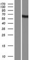 KIAA1970 / EARS2 Protein - Western validation with an anti-DDK antibody * L: Control HEK293 lysate R: Over-expression lysate