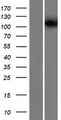 KIF19 Protein - Western validation with an anti-DDK antibody * L: Control HEK293 lysate R: Over-expression lysate