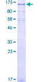 KIFAP3 / KAP3 Protein - 12.5% SDS-PAGE of human KIFAP3 stained with Coomassie Blue