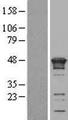 KIN17 / KIN Protein - Western validation with an anti-DDK antibody * L: Control HEK293 lysate R: Over-expression lysate