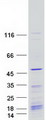 KIN17 / KIN Protein - Purified recombinant protein KIN was analyzed by SDS-PAGE gel and Coomassie Blue Staining