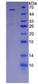 KIR2DS2 / CD158j Protein - Recombinant Killer Cell Immunoglobulin Like Receptor 2DS2 By SDS-PAGE