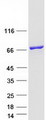 KLC2 Protein - Purified recombinant protein KLC2 was analyzed by SDS-PAGE gel and Coomassie Blue Staining